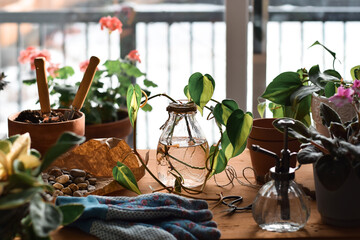 Table by a window with gardening supplies ready to plant propagated cutting