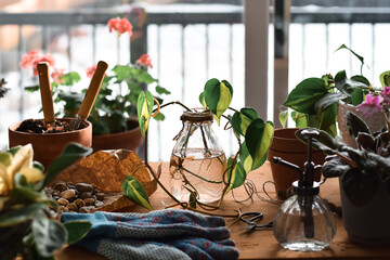 Table by a window with gardening supplies ready to plant propagated cutting © Julia