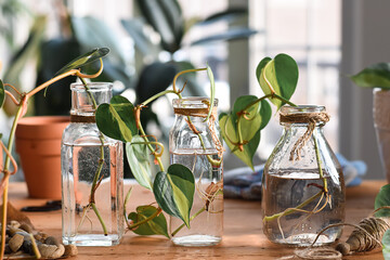 Philodendron plant cuttings with roots in glass jars