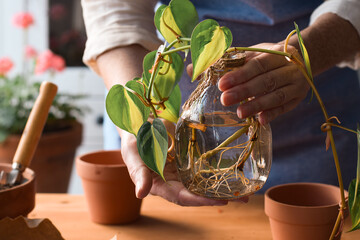 Woman holding jar with Philodendron plant cuttings with roots ready to be planted - Powered by Adobe