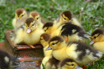 Young ducks of musk breed (Cairina moschata)