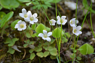 Flowering of the first spring flowers Oxalis acetosella