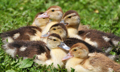 Young ducks of musk breed (Cairina moschata)