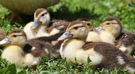 Young ducks of musk breed (Cairina moschata)