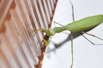 Ordinary mantis (lat. Mantis religiosa) eats a fly.