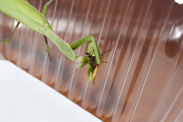Ordinary mantis (lat. Mantis religiosa) eats a fly.