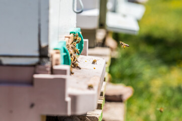 Realization of honey production by honey bees