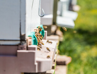 Realization of honey production by honey bees