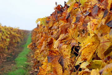 Grape Leaves in the Fall Autumn