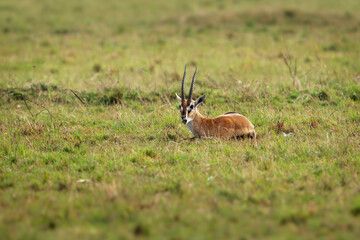 Naklejka na ściany i meble Thomson Gazelle - Eudorcas thomsonii called Tommie lying in grass facing, Masai Mara National Reserve Kenya, pretty gazelle face with big eyes, spiral horns and dark side stripe
