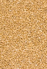 Pearl barley healthy food for diet.