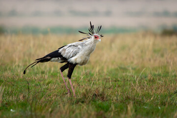 Secretarybird or Secretary Bird - Sagittarius serpentarius large, mostly terrestrial bird of prey, endemic to Africa, grasslands and savanna of the sub-Saharan region, very long legs, eagle-like body