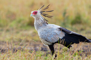 Secretarybird or Secretary Bird - Sagittarius serpentarius large, mostly terrestrial bird of prey,...