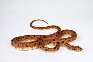 Diadem snake, royal snake // Diademnatter (Spalerosophis diadema)