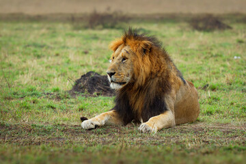 Lion - Panthera leo king of the animals. Lion - the biggest african cat, lying lion on the green grass in Masai Mara National Park in Kenya Africa