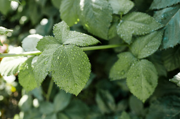 Abstract image of raspberry leaves in the garden. Rain drops on the leaves. Selective focus, blurred background