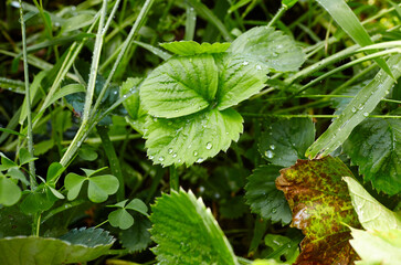 Close-up view of green strawberry leaves in the garden. Green bushes of a strawberry at summer. Dew or rain drops on the leaves. Selective focus, blurred background