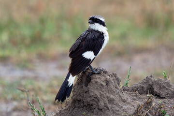 Grey-backed Fiscal - Lanius excubitoroides wet black and white and gray bird in Laniidae, after the...