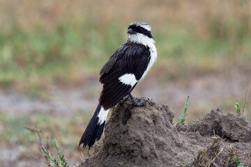 Grey-backed Fiscal - Lanius excubitoroides wet black and white and gray bird in Laniidae, after the rain, found in Africa, natural habitats are dry savanna and dry lowland grassland