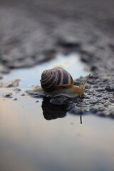snail on the road