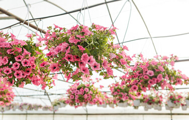 Pink petunia flowers in hanging pots