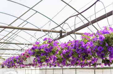 Petunia flowers in hanging pots