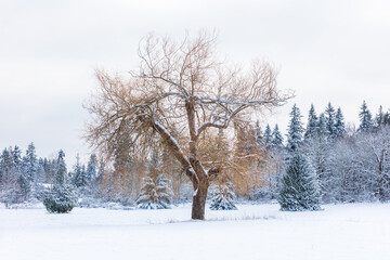 Fototapeta na wymiar Bare oak tree in a snow covered field in the Pacific Northwest 