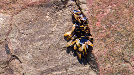 several crustaceans on a rock