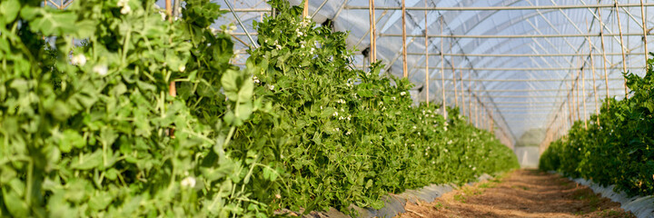 Purple flowers of snow pea plant.The snow pea is an edible-pod pea with flat pods and thin pod walls.