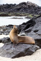 
Profile portrait of Galapagos sea lion in coastal landscape with black lava rocks and tide pool