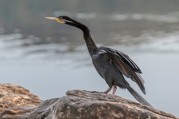 Australasian Darter bird by the water