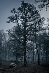 Dark forest at night
