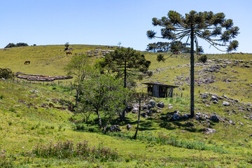 Araucaria trees with rocks and small wood building in farm field