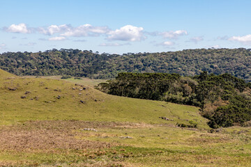 Fototapeta premium Araucaria forest