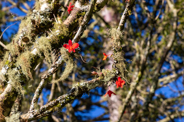 Red flowers over tree