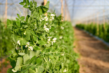 Purple flowers of snow pea plant.The snow pea is an edible-pod pea with flat pods and thin pod...