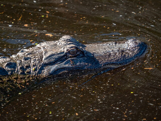 american alligator swimming in a lake