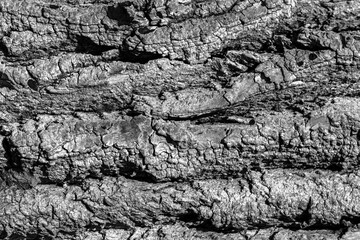 Rough texture of bark of an tree. Natural background, graphite color, with metallic sheen. Rough wood texture. Background made of natural material