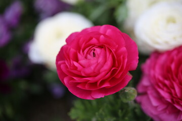 pink and white roses