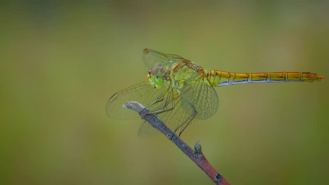 Yellow dragonfly (Sympetrum vulgatum) sits on a branch and turns its head looking for prey, close-up.