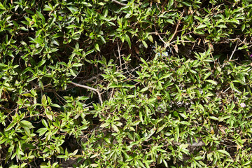  Green plant beautiful natural texture