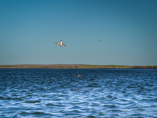 Brown pelican dives into ocean at Baja headfirst