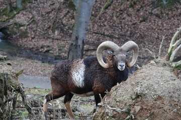 mountain goat on the rock