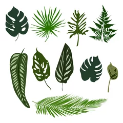 Afwasbaar Fotobehang Tropische bladeren Set van tropische palmbladeren, jungle bladeren, botanische vectorillustraties geïsoleerd op een witte achtergrond.