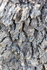 bark of old tree for background