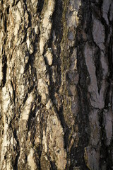 Tree trunk vertical, Sun reflection, Wood