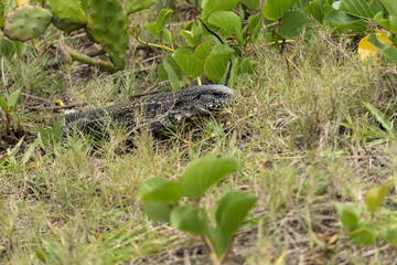 Teiú lizard alone in the grass in the city of Rio de Janeiro, Brazil. Tupinambis belonging to the Teiidae family. Usually called tegus. Found mainly in South America