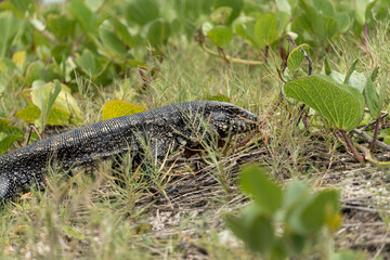 Naklejka premium Teiú lizard alone in the grass in the city of Rio de Janeiro, Brazil. Tupinambis belonging to the Teiidae family. Usually called tegus. Found mainly in South America
