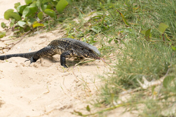 Teiú lizard alone on the beach sand in the city of Rio de Janeiro, Brazil. Tupinambis belonging to the Teiidae family. Usually called tegus. Found mainly in South America
