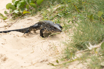 Teiú lizard alone on the beach sand in the city of Rio de Janeiro, Brazil. Tupinambis belonging to the Teiidae family. Usually called tegus. Found mainly in South America
